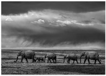 Art Prints of Elephant migration