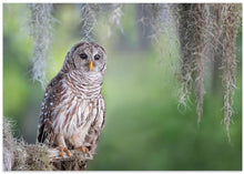 Art Prints of Barred Owl