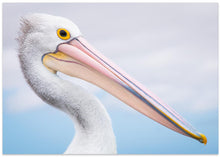 Art Prints of pelican