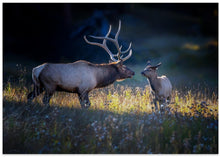 Art Prints of Father and calf