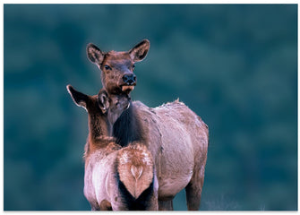 Art Prints of A Tender Moment with Mom