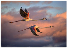 Art Prints of Flamingos at sunset