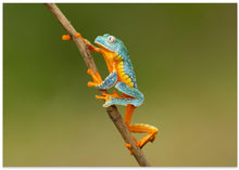 Art Prints of Fringed leaf frog