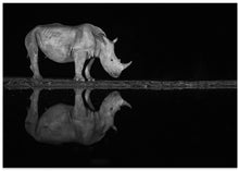 Art Prints of Rhino at night