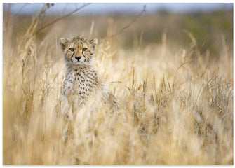 Art Prints of Young cheetah