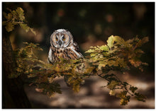 Art Prints of Long eared owl