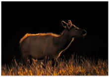 Art Prints of A Cow at Sunset