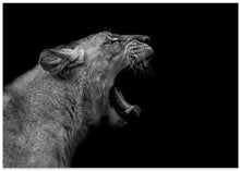 Art Prints of Lioness in low key