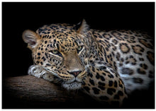 Art Prints of Leopard resting