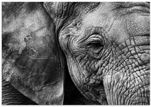 Art Prints of Elephant skin