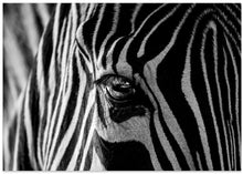 Art Prints of Abstract Zebra