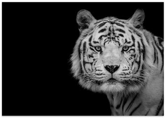 Art Prints of Bengal White Tiger