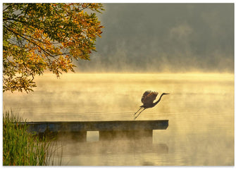 Art Prints of Morning flight