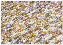 Art Prints of Parade Pelican