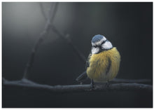 Art Prints of Blue Tit