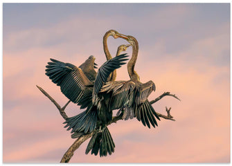 Art Prints of Oriental Darter feeding Juveniles