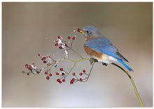 Art Prints of Blue bird in winter