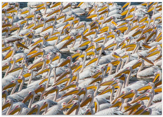 Art Prints of Pelican Parade