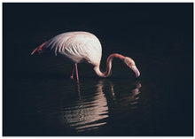 Art Prints of Enlighted flamingo