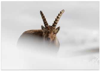 Art Prints of Alpine Ibex