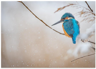 Art Prints of Common kingfisher