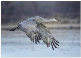 Art Prints of A Sandy Hill Crane in Flight