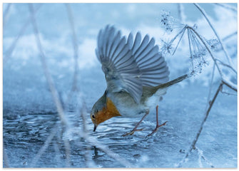 Art Prints of European robin (Erithacus rubecula).