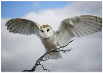 Art Prints of Snowy Owl