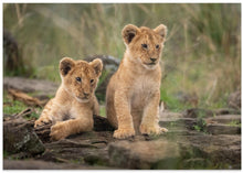 Art Prints of Little lion cubs