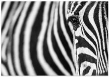 Art Prints of Zebra stripes