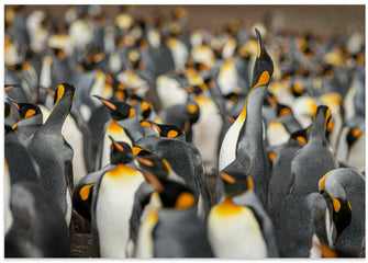 Art Prints of King penguin colony