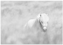 Art Prints of White horse