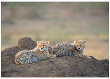 Art Prints of Cheetah cubs