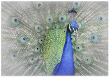 Art Prints of Peacock