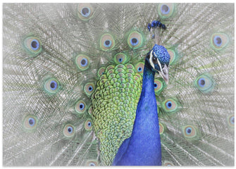 Art Prints of Peacock