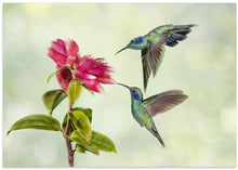 Art Prints of Costa Rica Hummingbirds