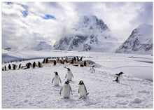 Art Prints of The Penguins Natual Habitat in Antarctica