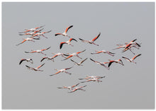 Art Prints of Greater Flamingos in flight