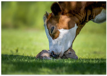 Art Prints of cow deer love