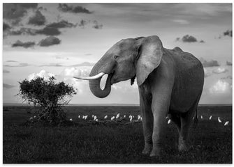 Art Prints of Beautiful Elephant