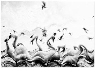 Art Prints of Swans waves