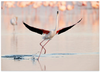 Art Prints of Flamingo dancing