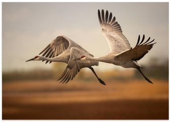 Art Prints of Flying over