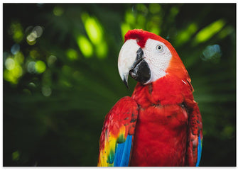 Art Prints of Colorful Parrot