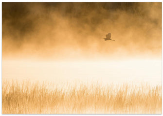 Art Prints of Morning Flight