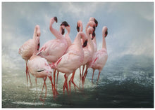 Art Prints of Lesser Flamingo Summit