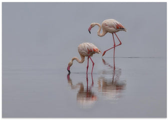 Art Prints of Flamingos