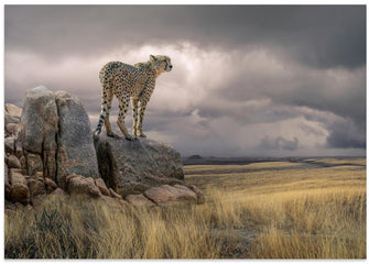 Art Prints of CheetahView