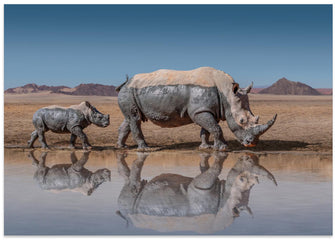 Art Prints of RhinosWalk