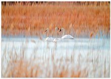 Art Prints of Three white swans